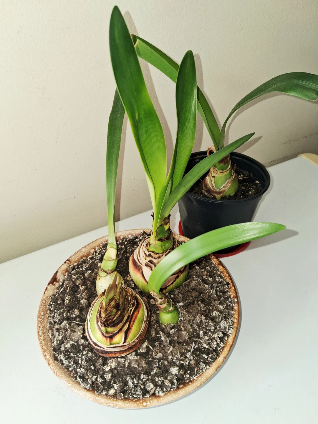 Amaryllis - photo 2