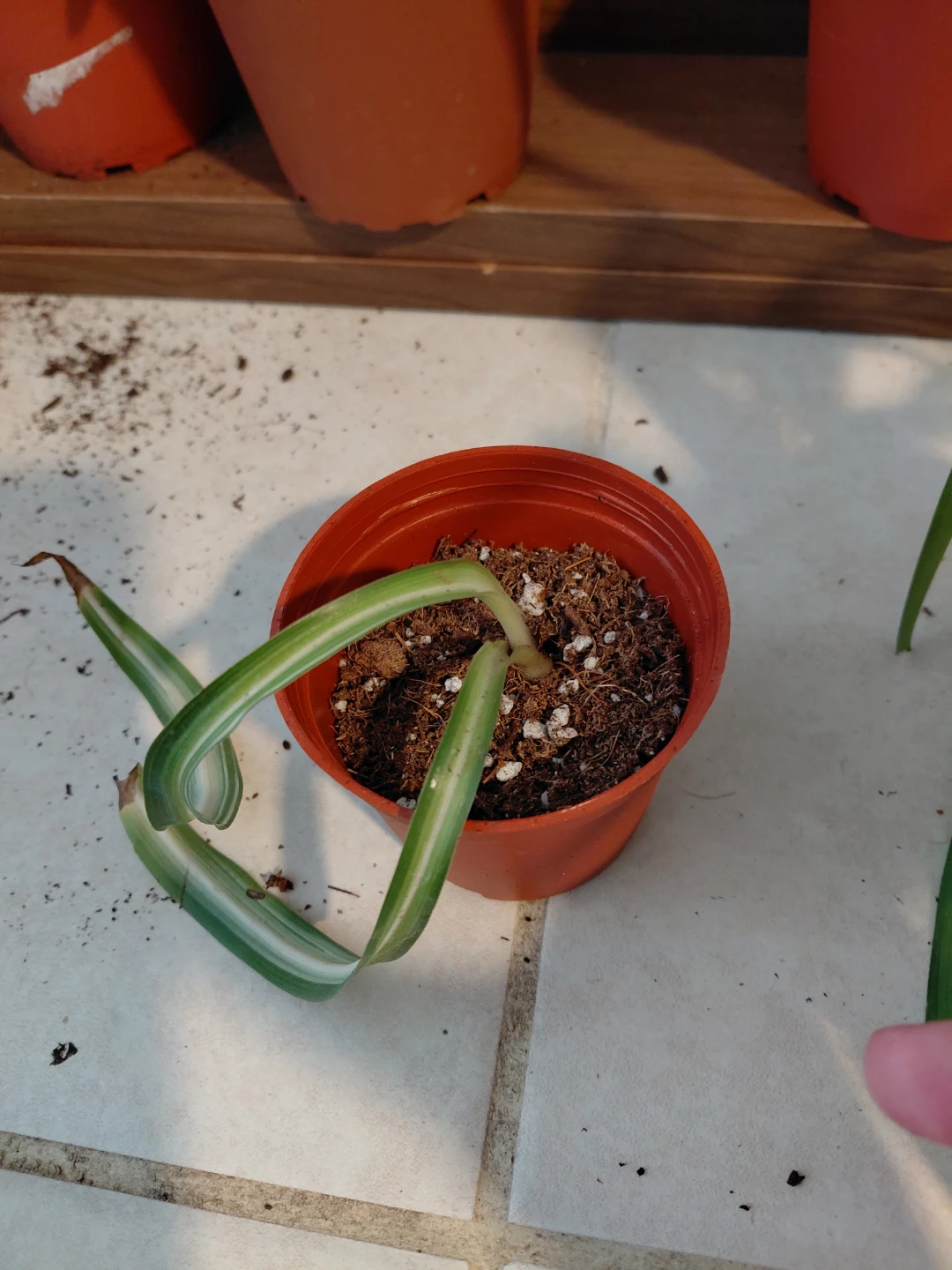 Spider Plant Bundle - photo 2