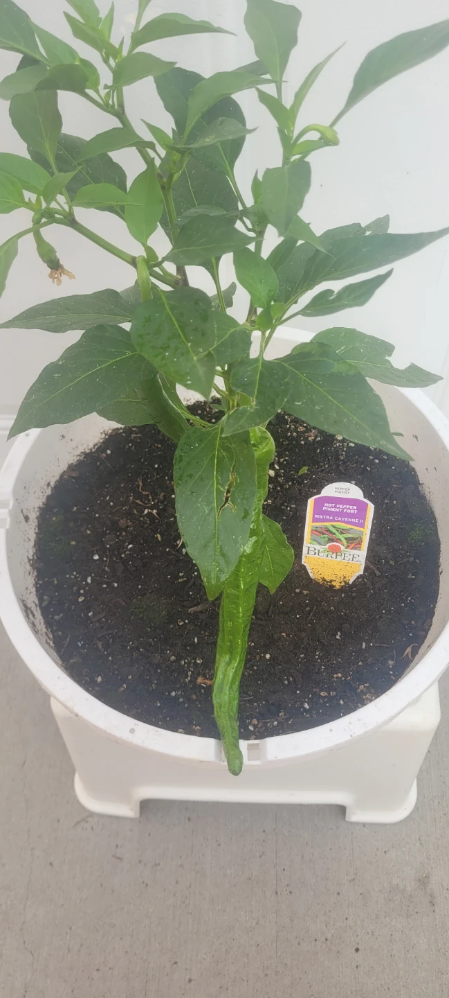 Hot pepper plant - photo 2