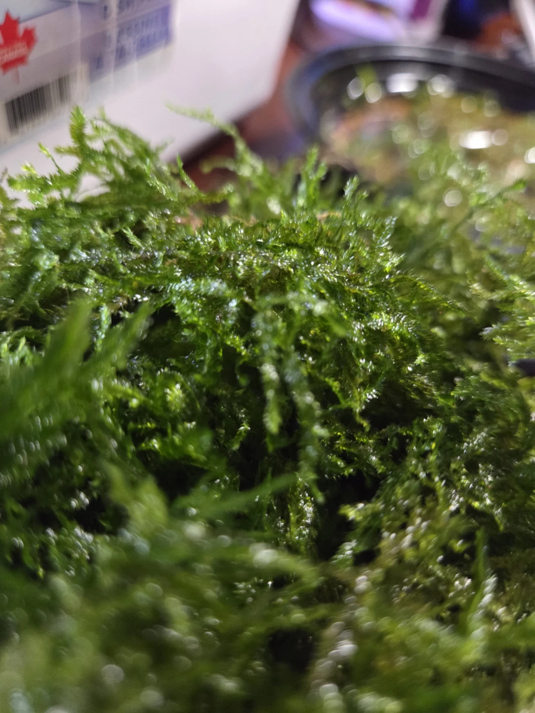 Taiwan moss - photo 3