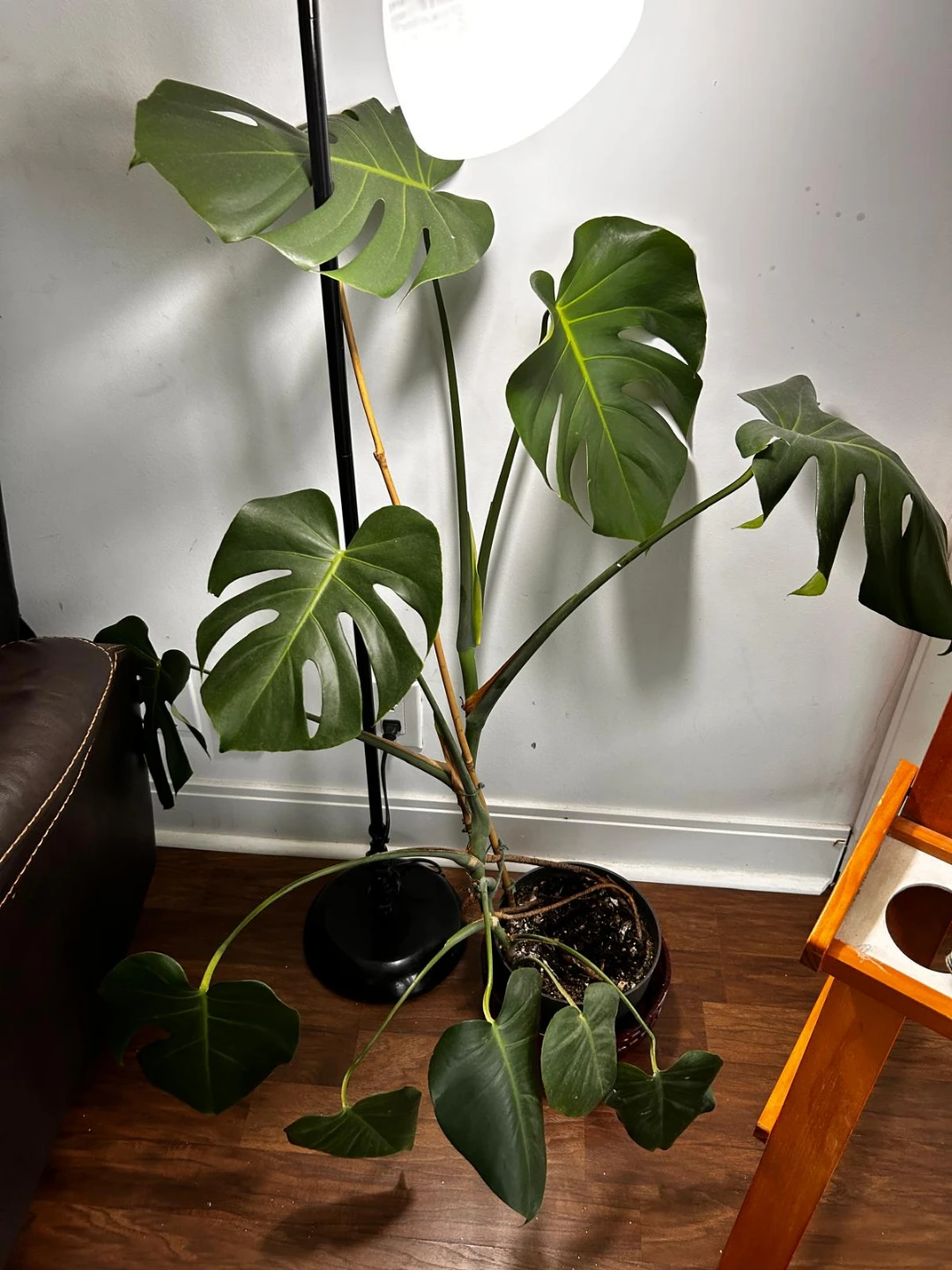 Monstera Deliciosa Plant