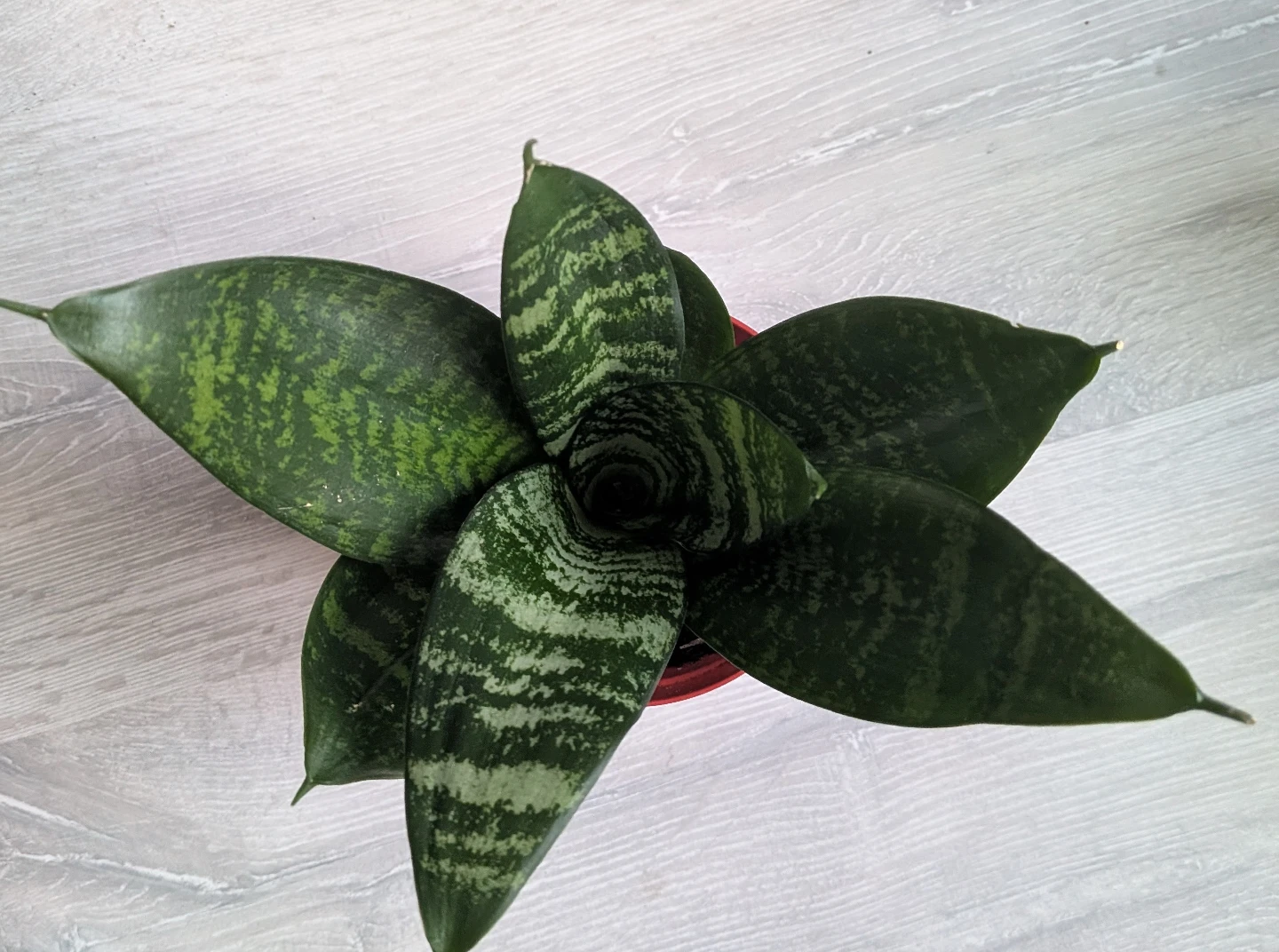 Bird's Nest Snake plant - photo 3