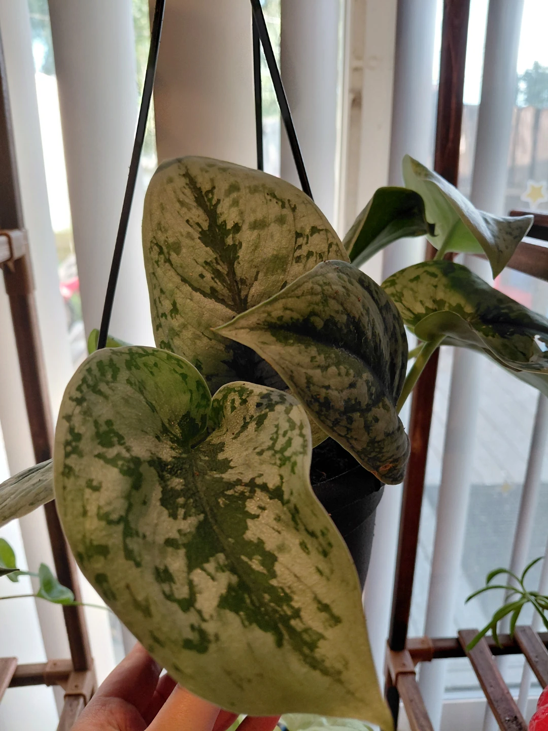 Scindapsus Pothos Plant