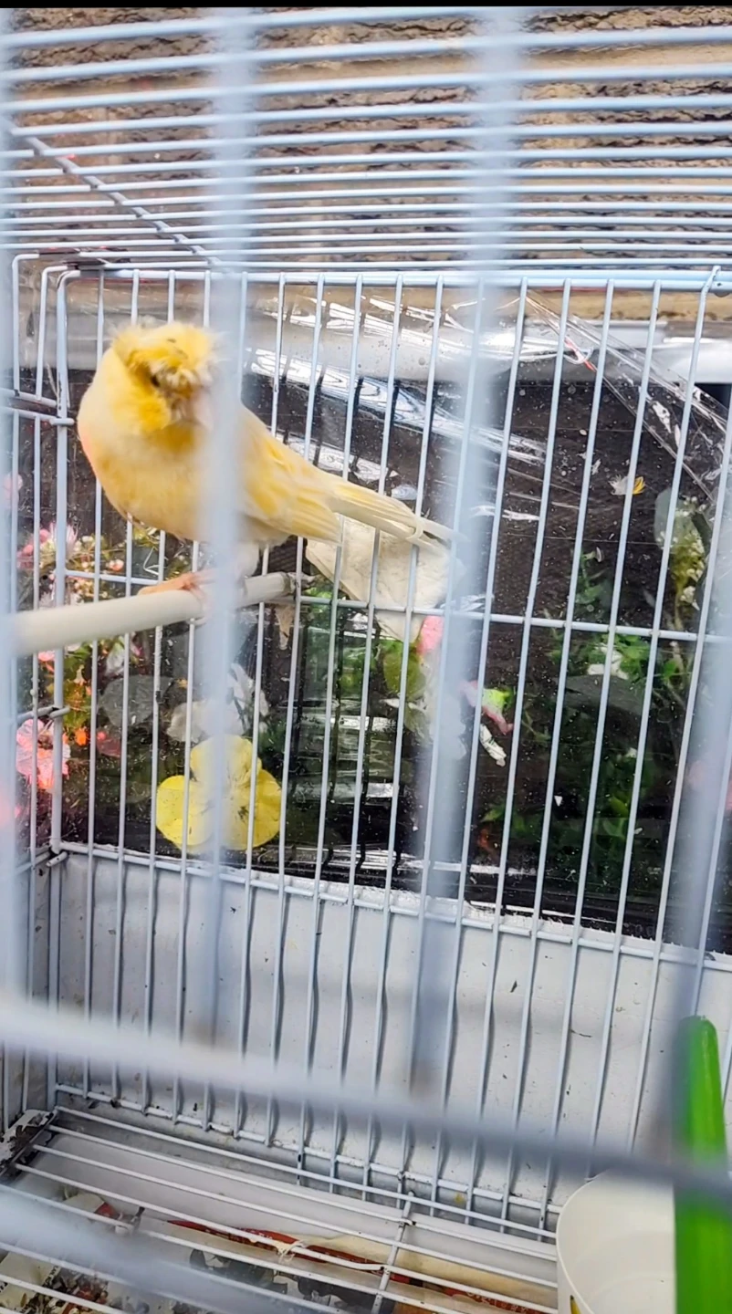 Male Canary singing