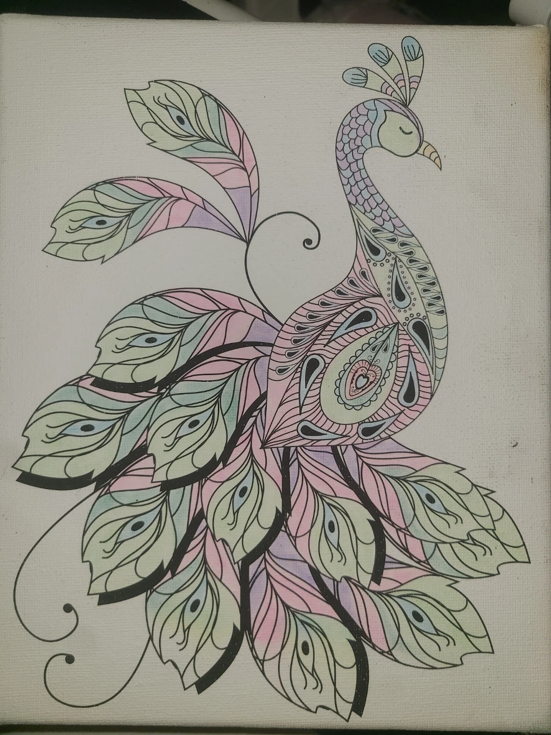 Colourful Peacock Canvas Art