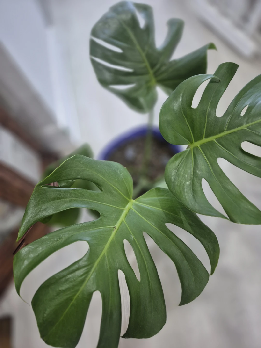 Monstera Deliciosa Plant andSucculent pots too - photo 3