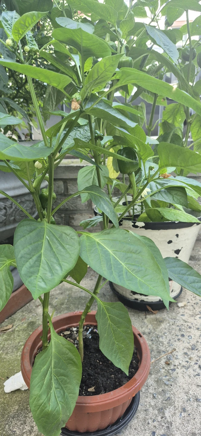 Bell Pepper Plant with Green Peppers