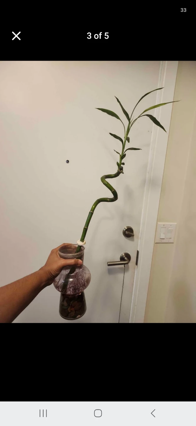 Spiral Lucky Bamboo Plant in Vase - photo 4