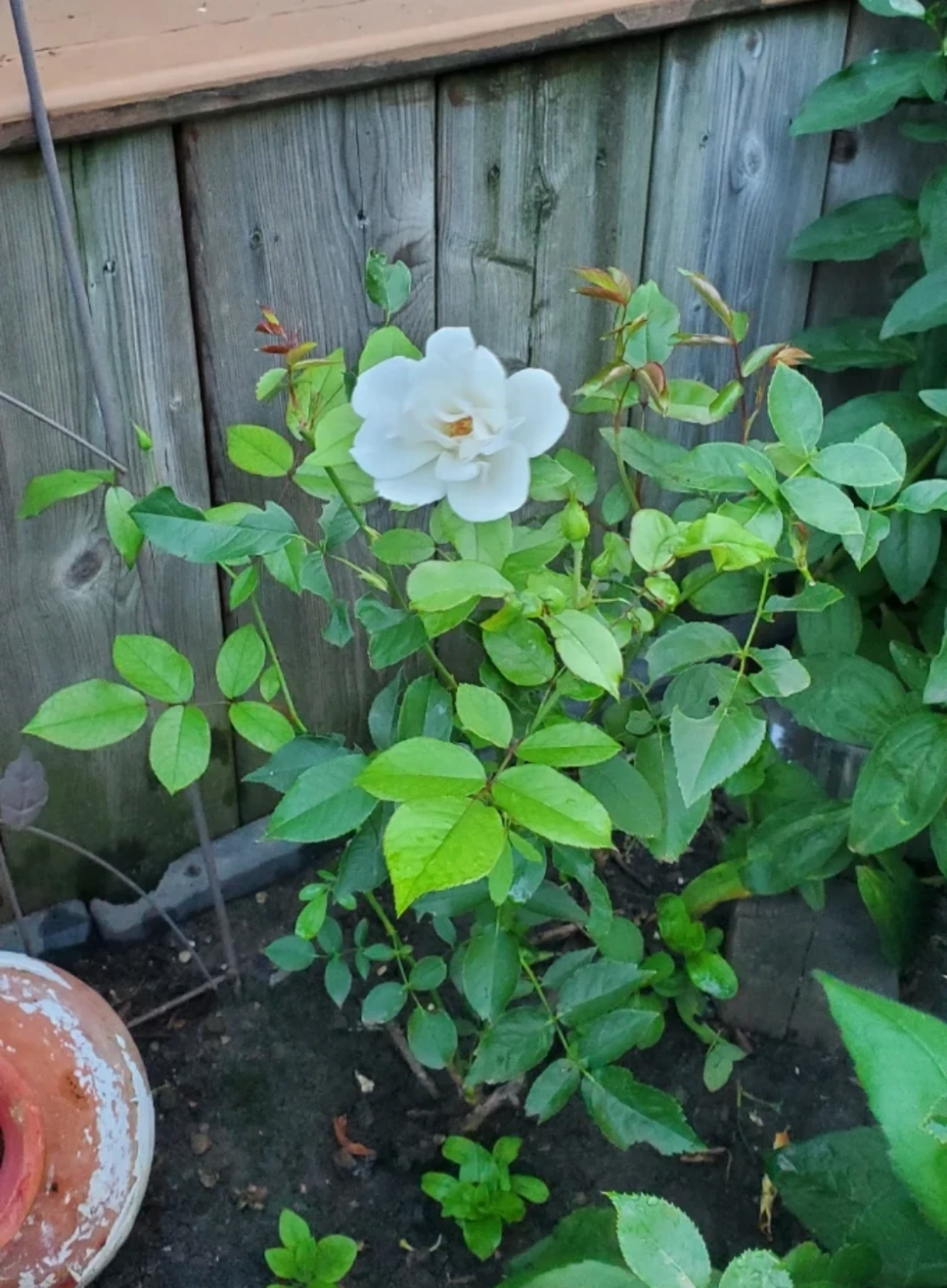 Iceberg Rose - Floribunda Rose - photo 2