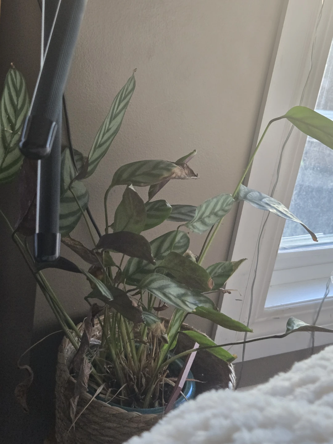 Calathea Plant in Basket