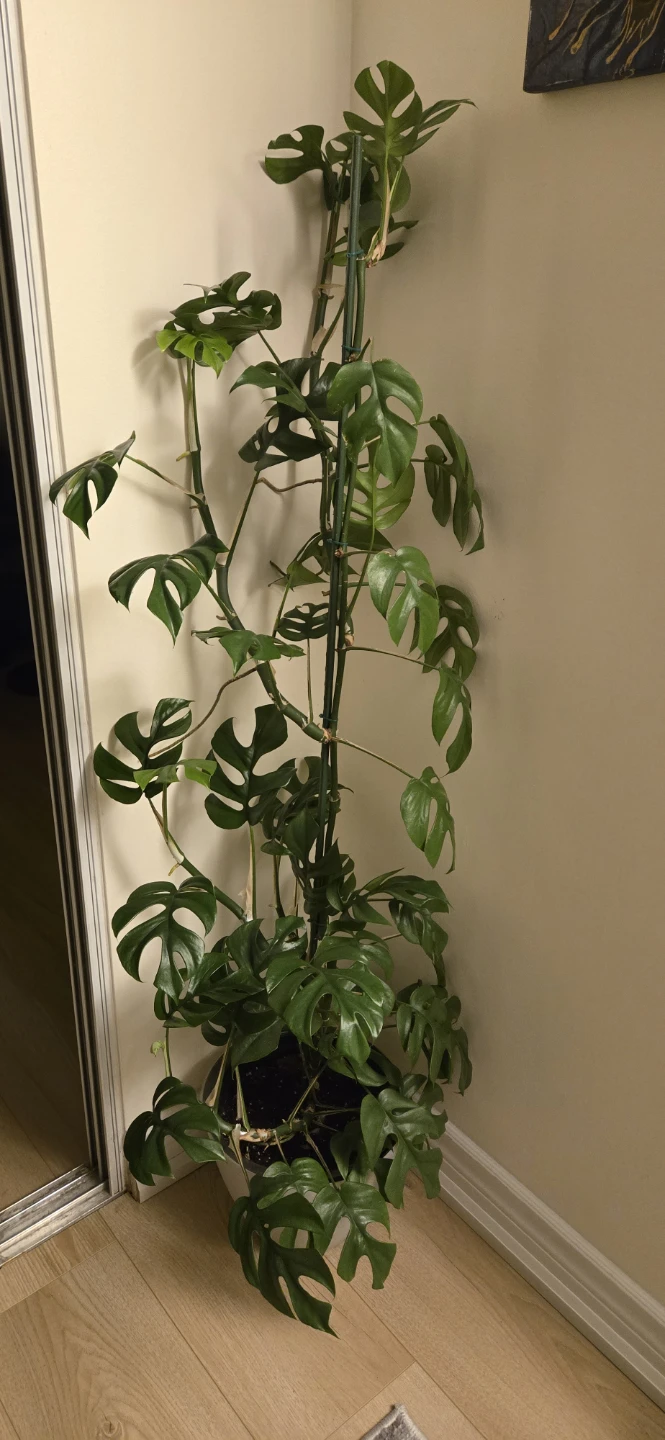 Monstera Minima Plant Cutting with Roots