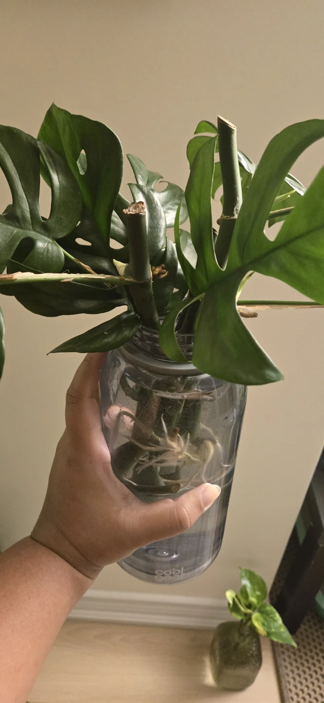 Monstera Minima Plant Cutting with Roots - photo 2