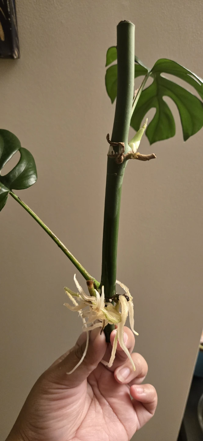 Monstera Minima Plant Cutting with Roots - photo 3