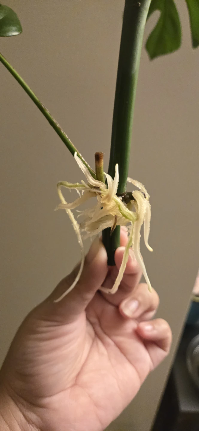 Monstera Minima Plant Cutting with Roots - photo 4