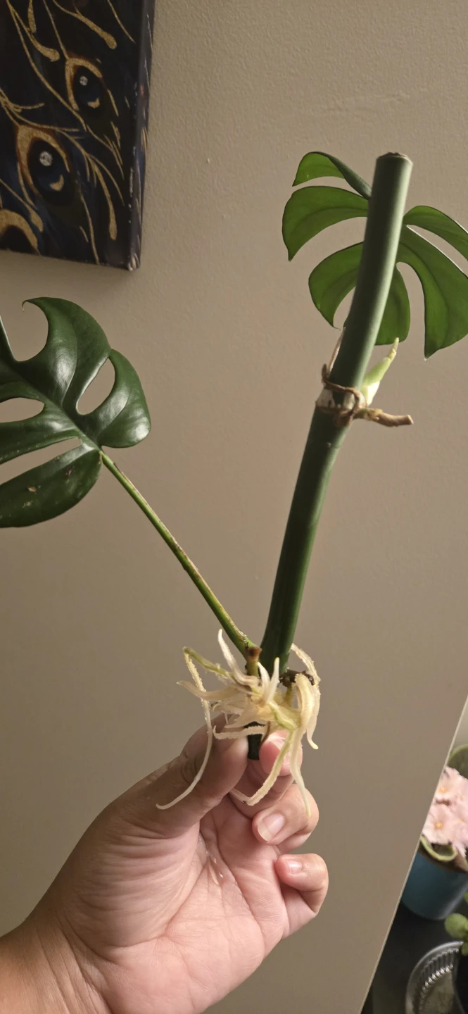 Monstera Minima Plant Cutting with Roots - photo 5