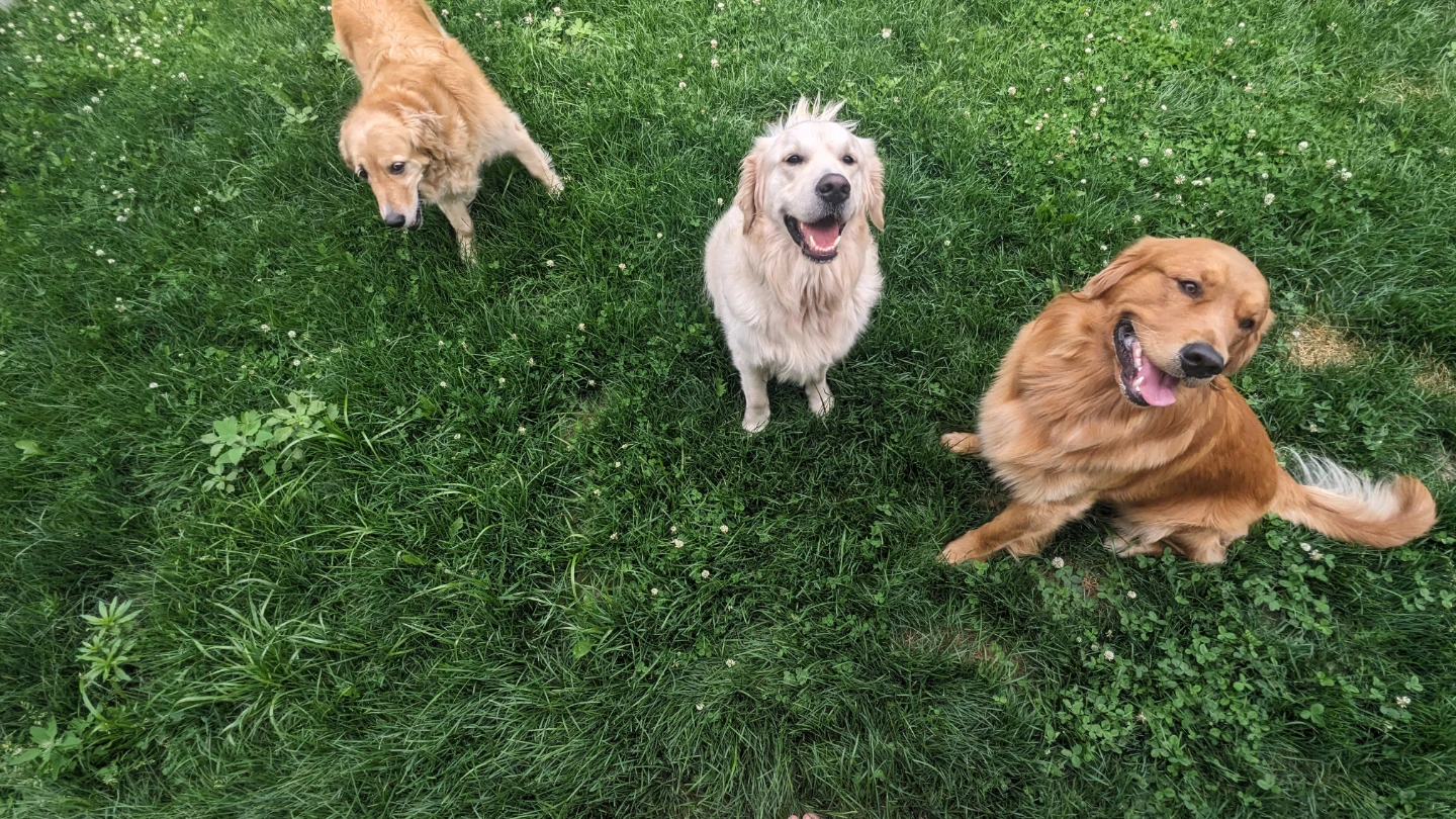 DOG ADVENTURE DAYCARE | PICKUP & DROP-OFF | OTTAWA - photo 5