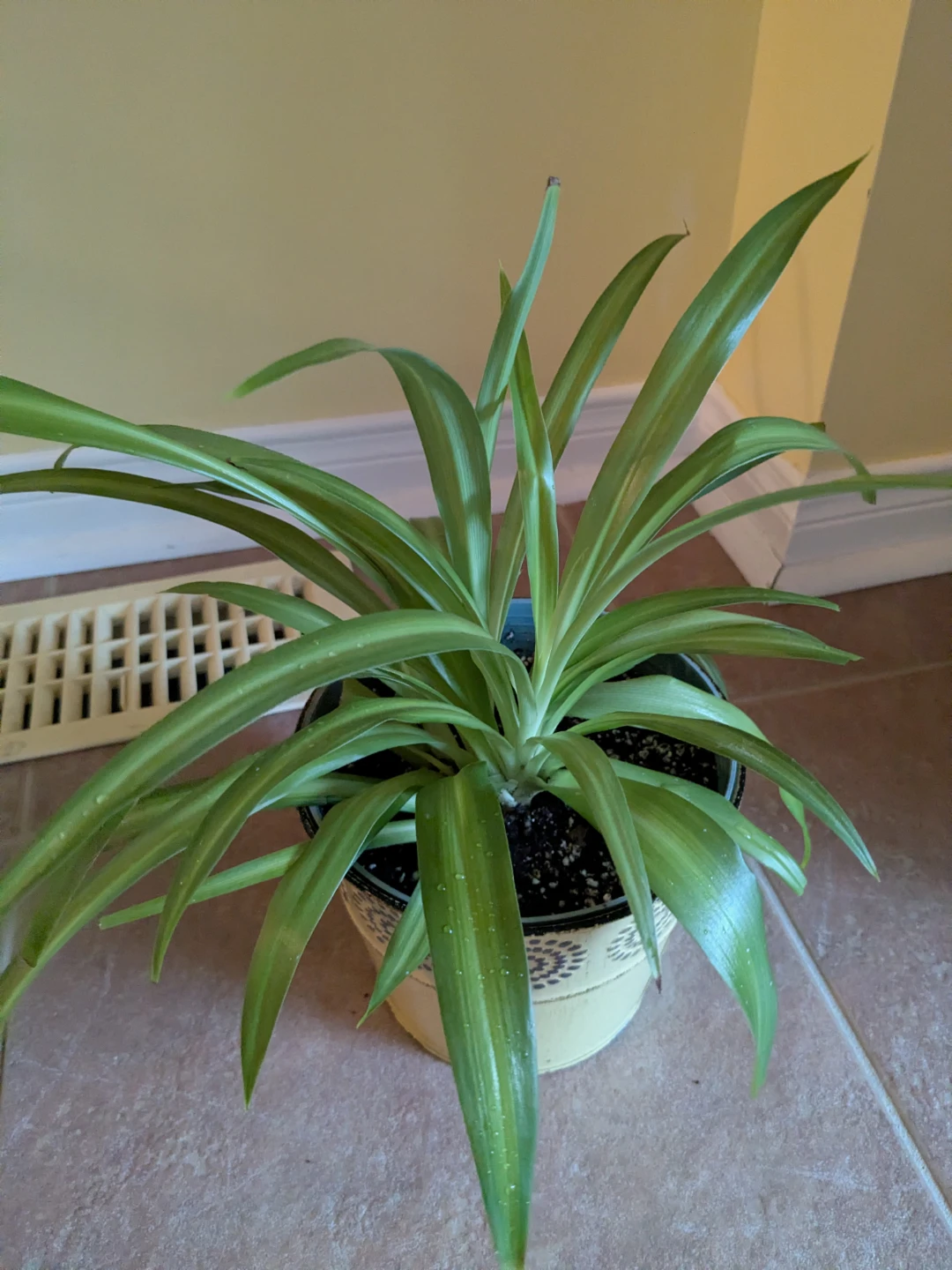 Spider Plant