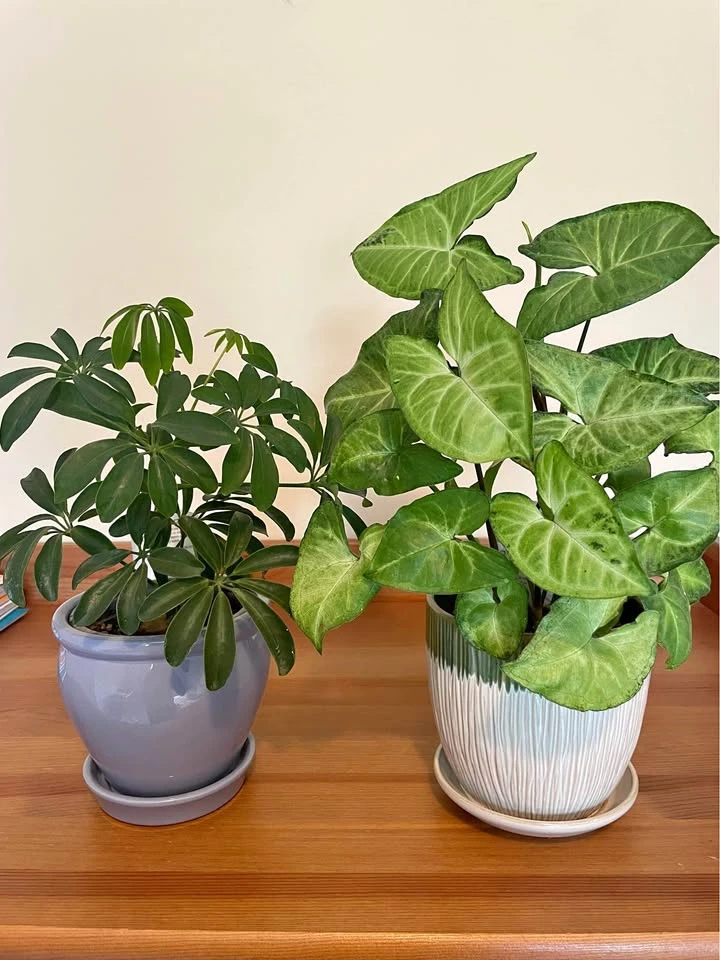 Two potted houseplants