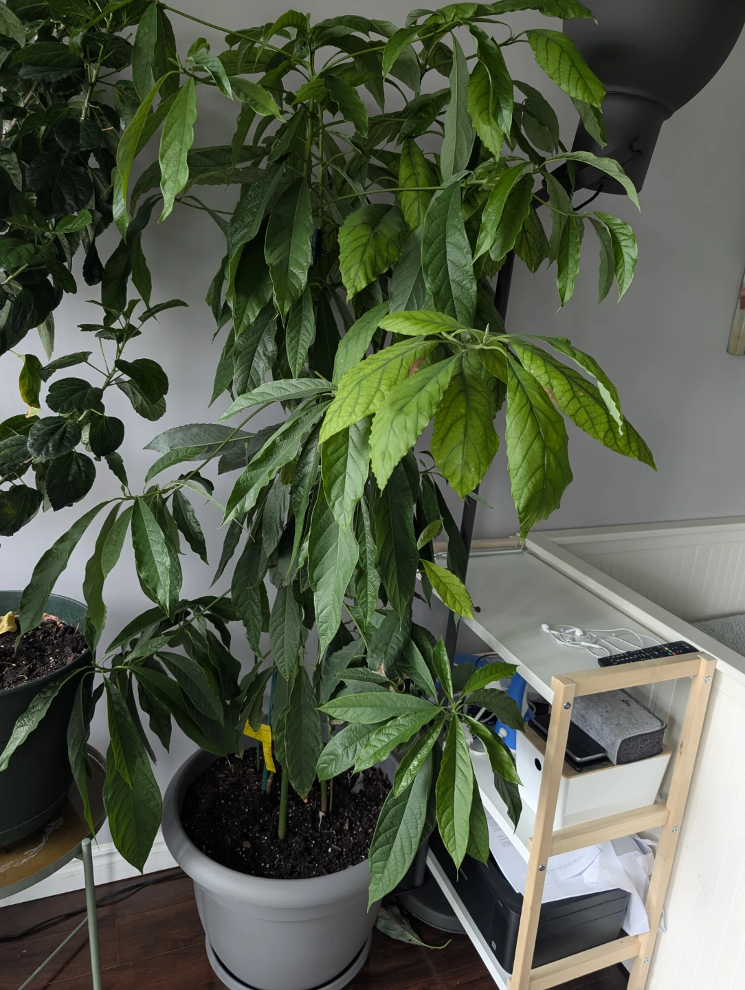 Large Avocado Plant 6 ft