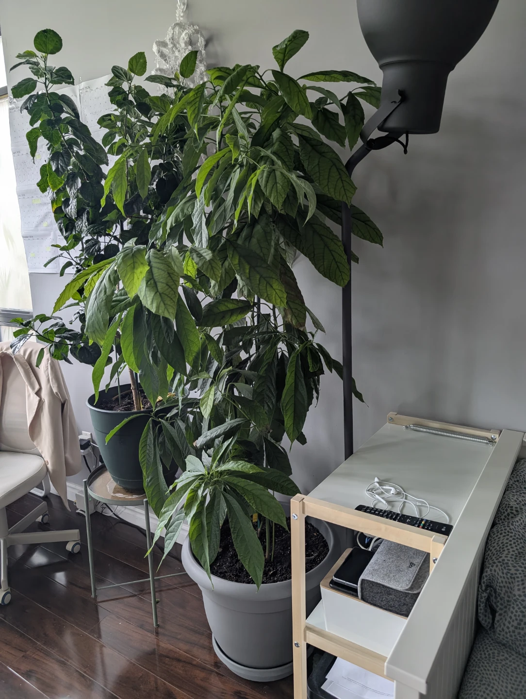 Large Avocado Plant 6 ft - photo 2