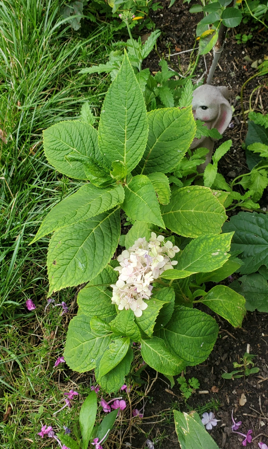 Endless Summer Hydrangea - photo 2