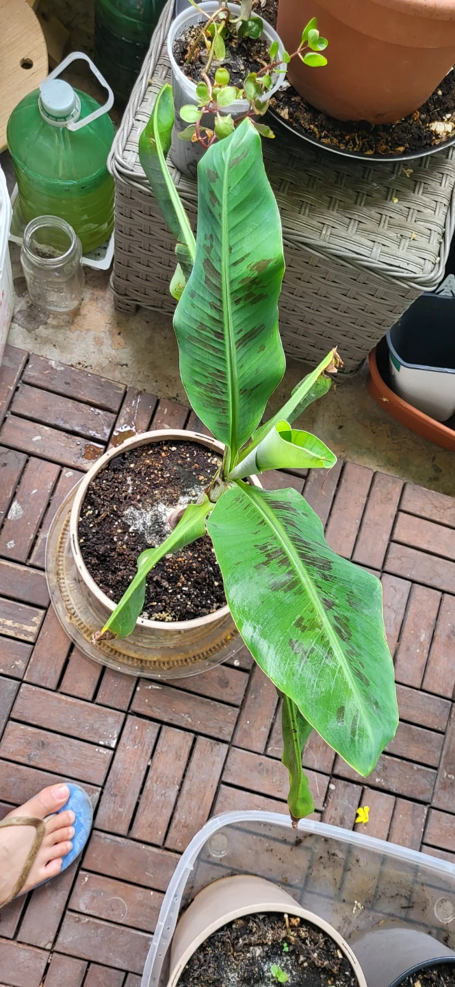 Small Banana Plant