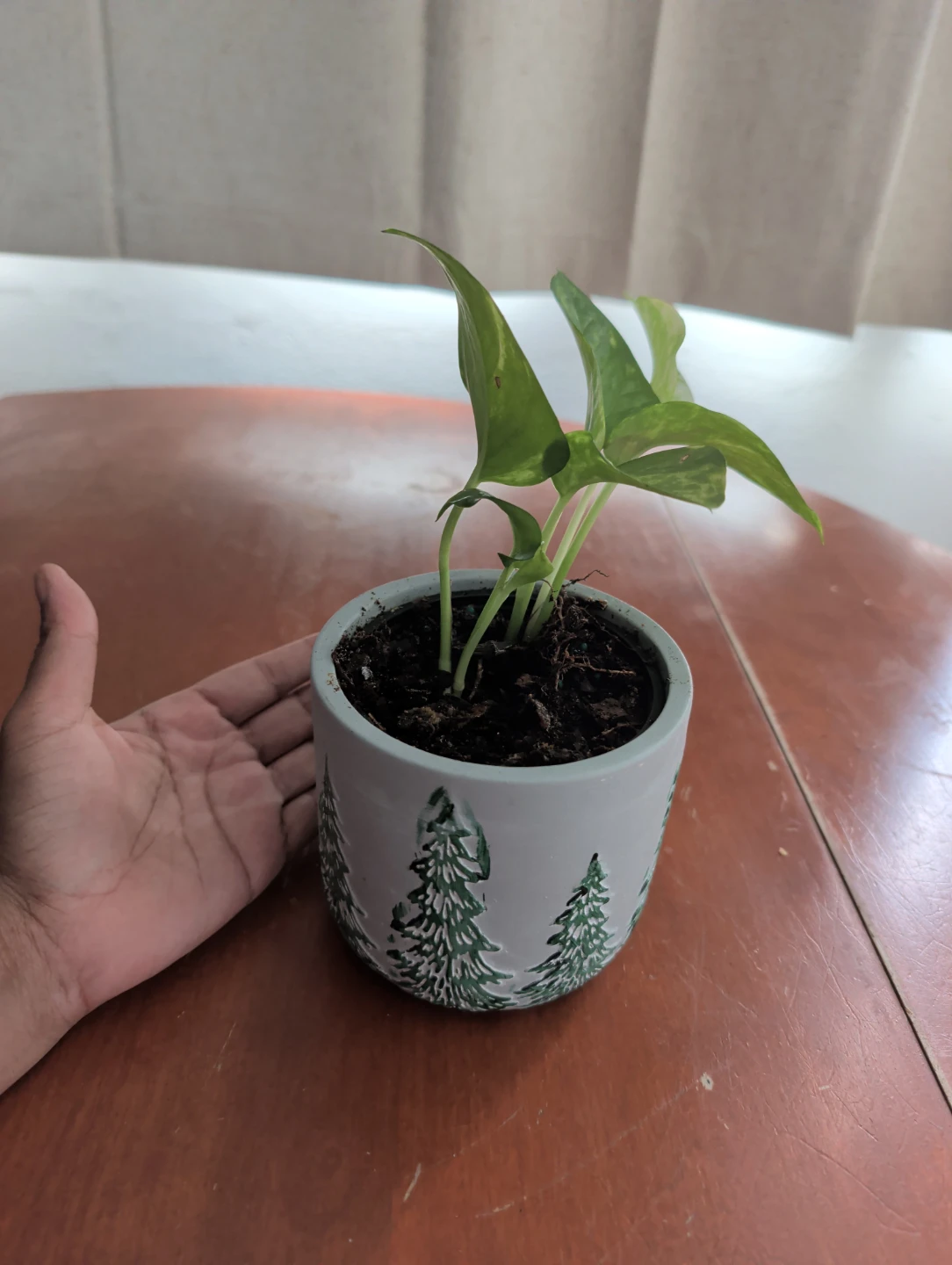 Pothos Plant in Tree Pot - photo 2