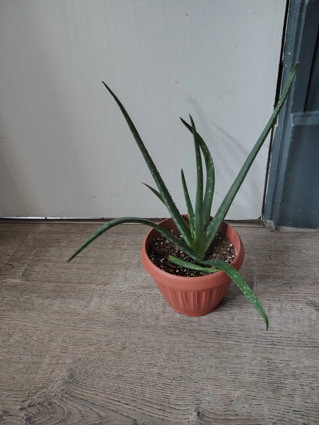 Aloe Vera Plant in Terra Cotta Pot $15