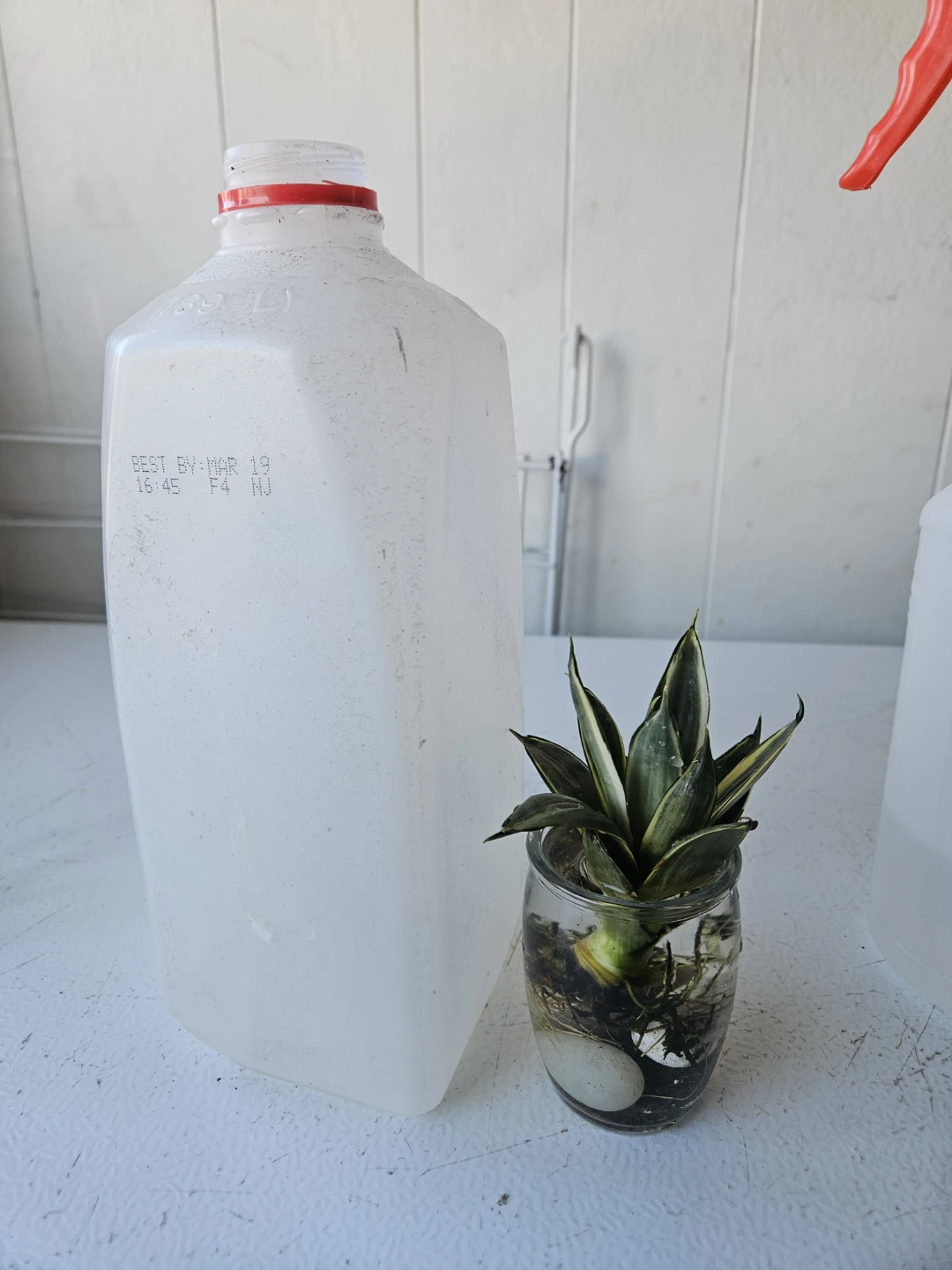 Sansevieria Snake Plant in Glass Jar - photo 4