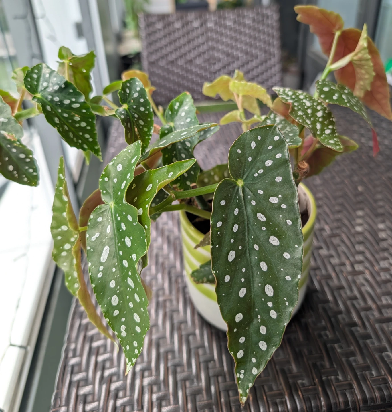 Polka dot Begonia Plant - photo 2