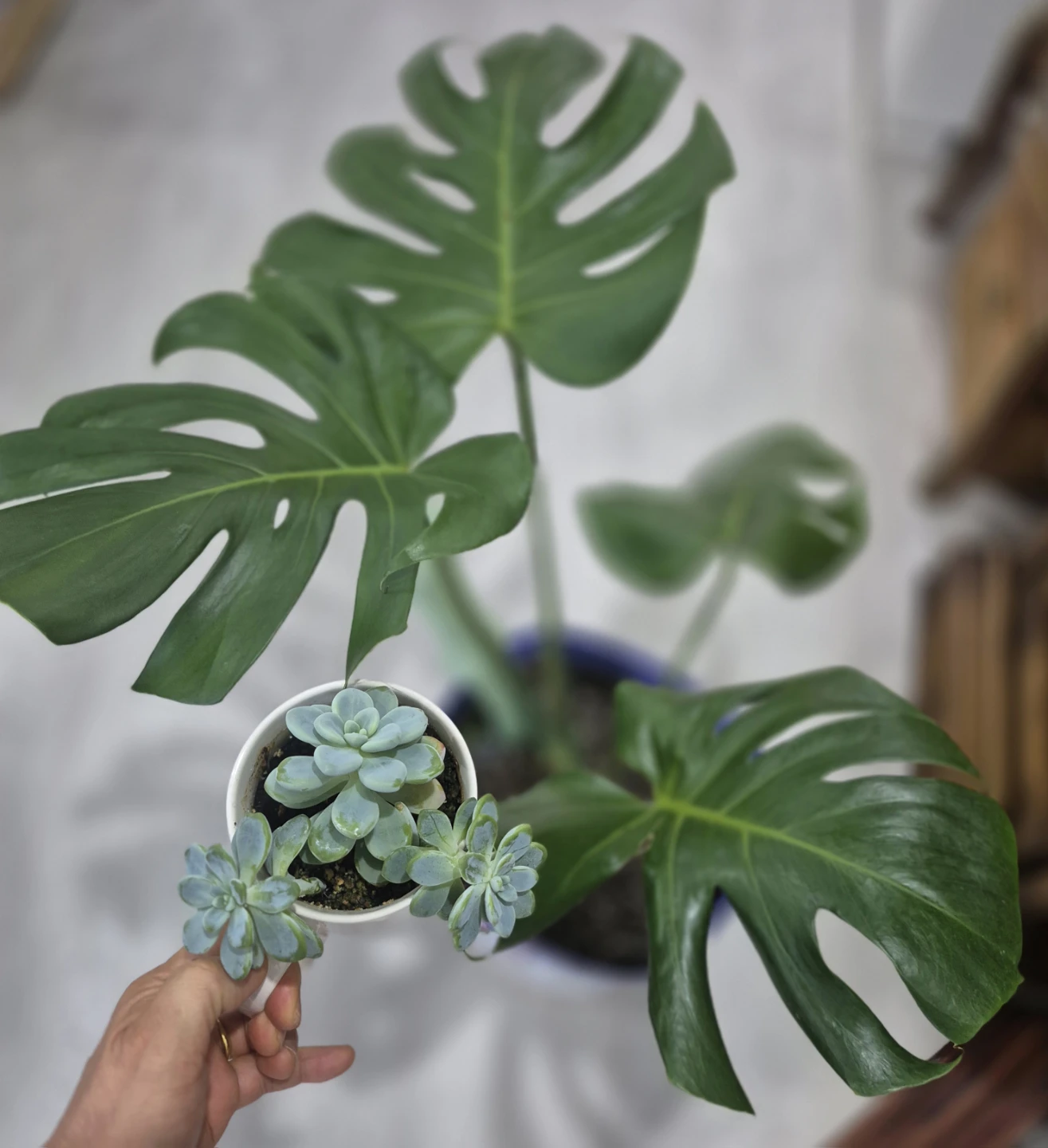 Monstera Deliciosa Plant andSucculent pots too - photo 2