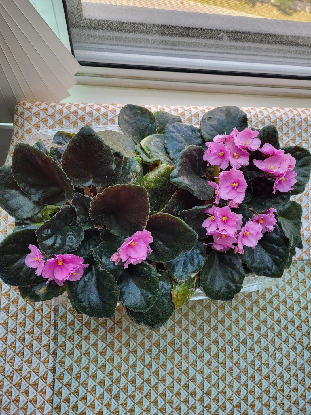 African Violet Plant - Pink Flowers - photo 2