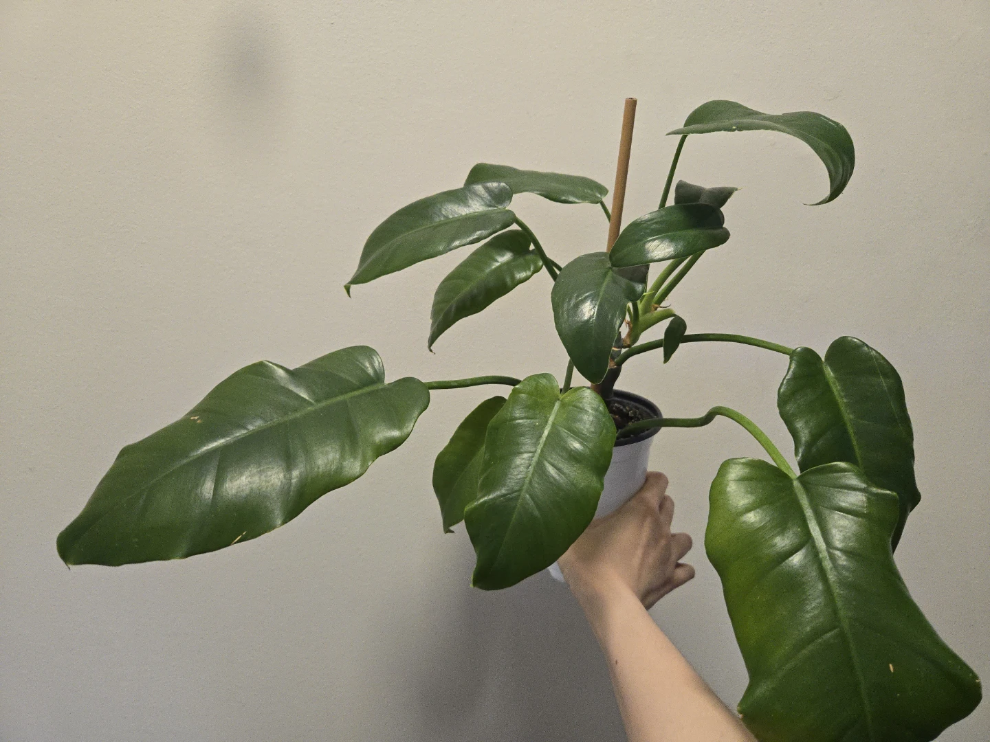 Philodendron Jungle Fever Lospot Green - photo 2