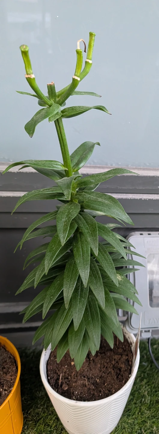 Lily Plant in White Pot