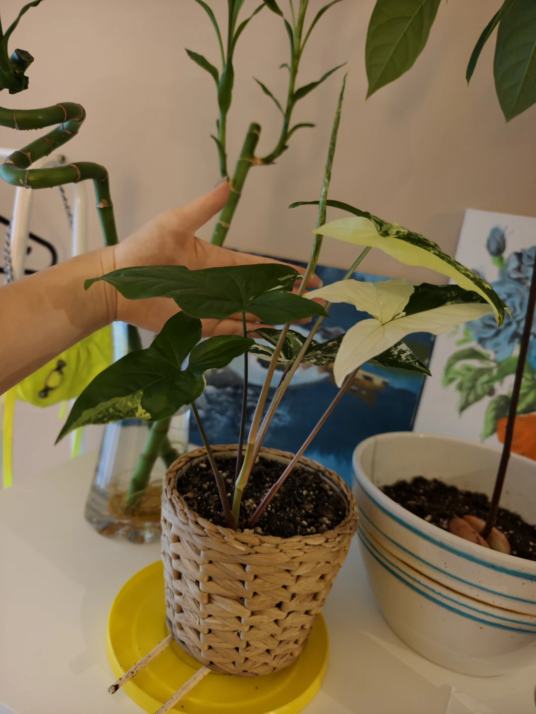 syngonium