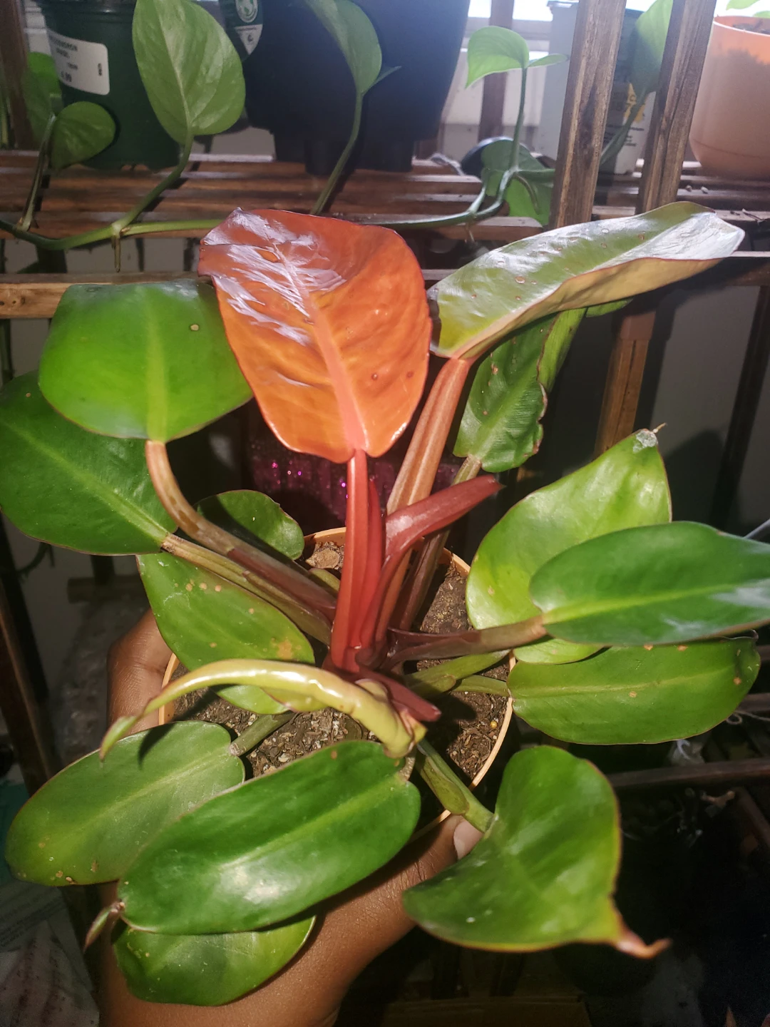 Philodendron red sun Plant