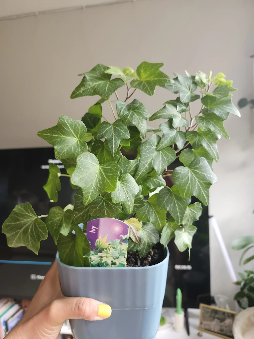 Potted Ivy Plant