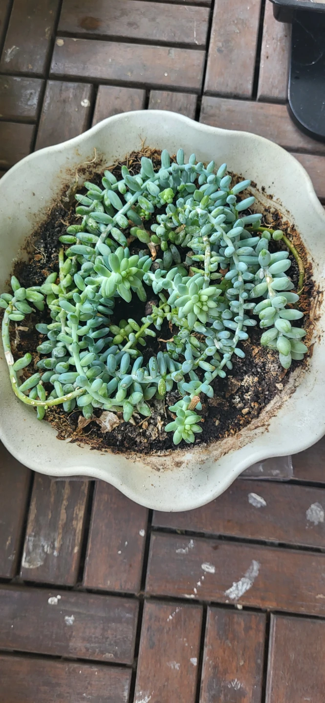 Burro's Tails succulent - photo 3