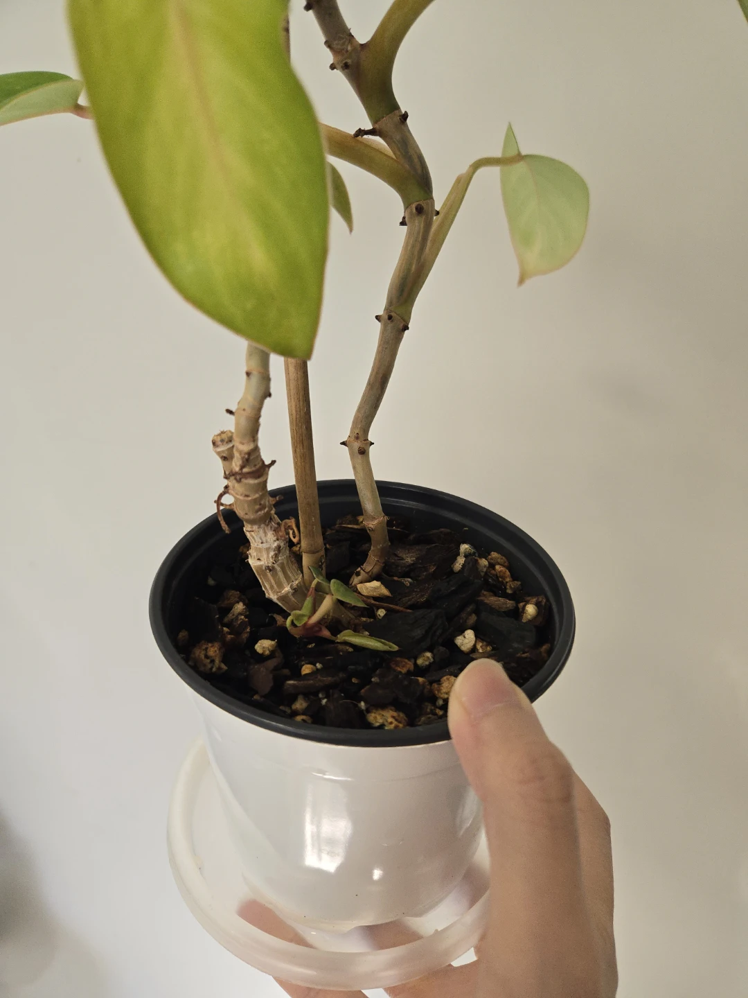 Philodendron painted lady - photo 3