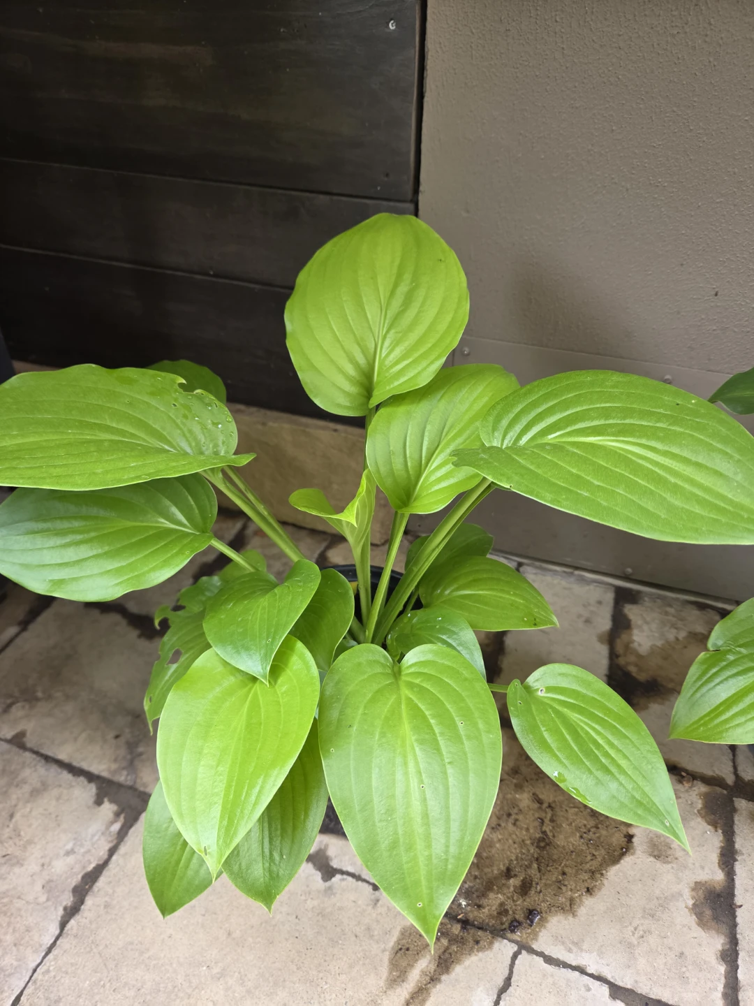 Potted Hosta Plant - photo 2