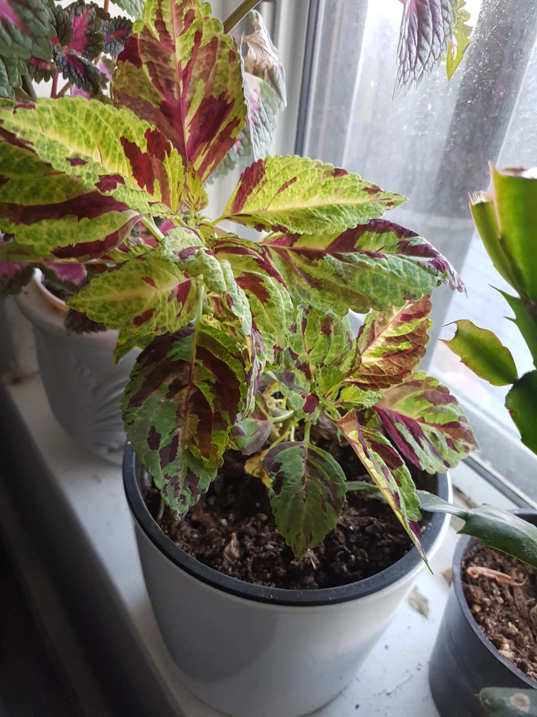 Potted Coleus Plant - photo 2