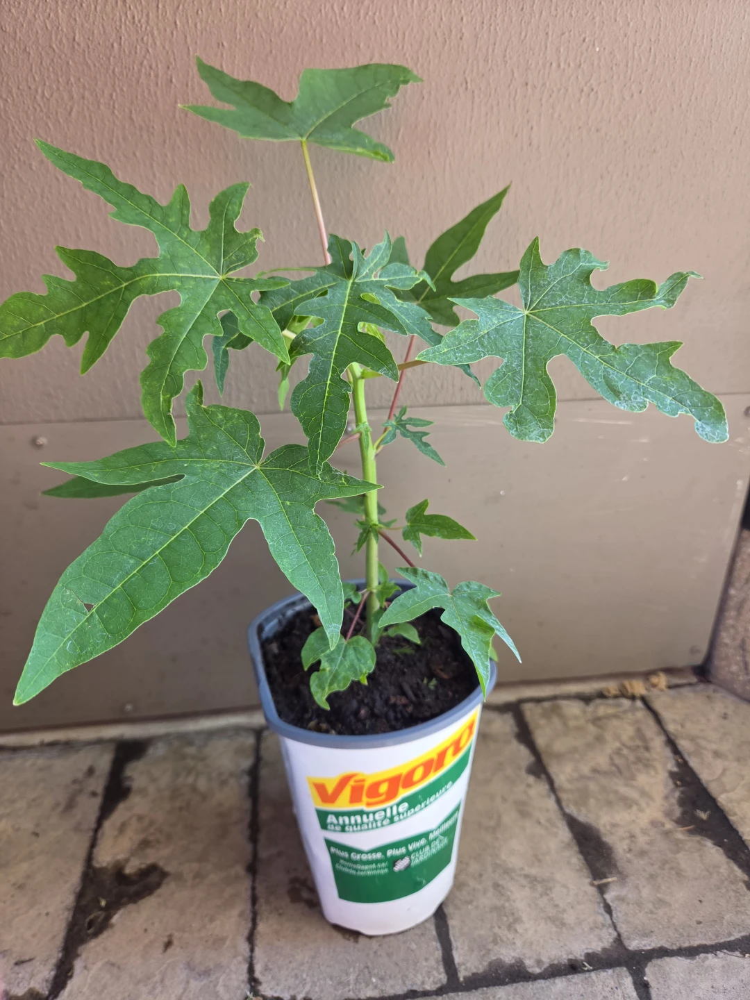 Papaya Plant Seedling