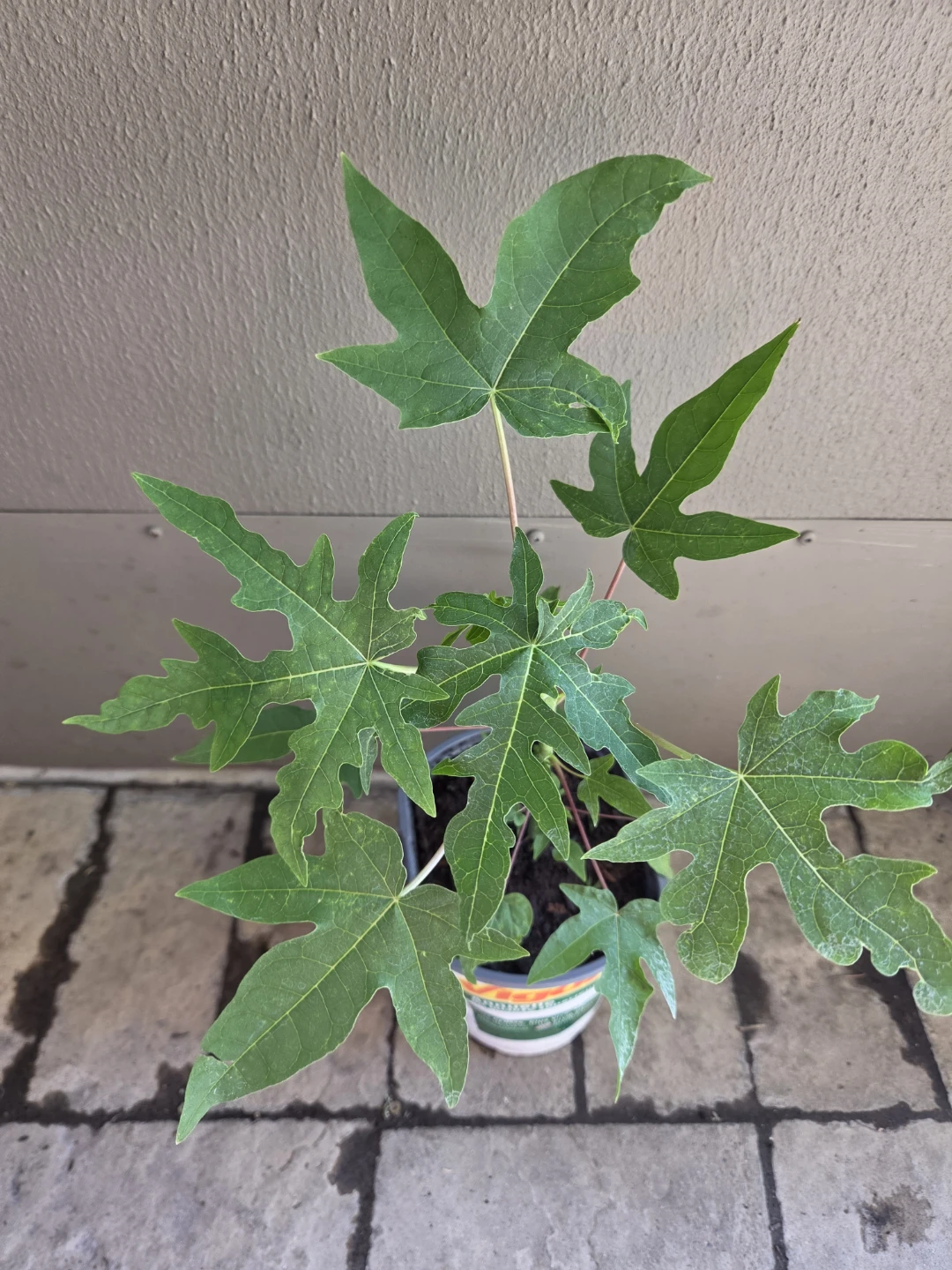 Papaya Plant Seedling - photo 2