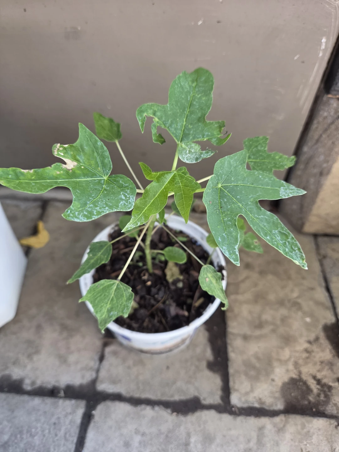 Papaya Plant Seedling - photo 3