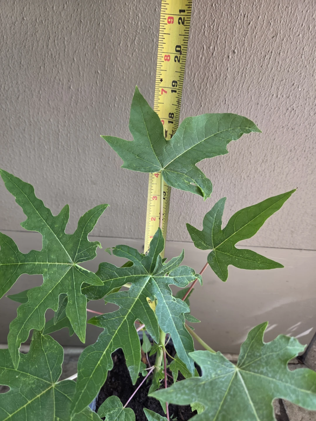 Papaya Plant Seedling - photo 4