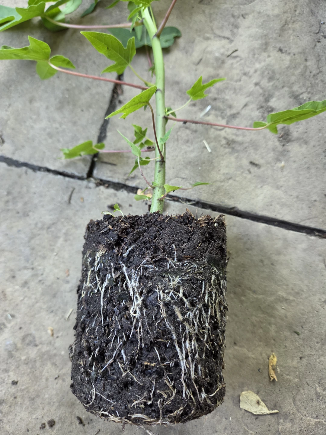 Papaya Plant Seedling - photo 5