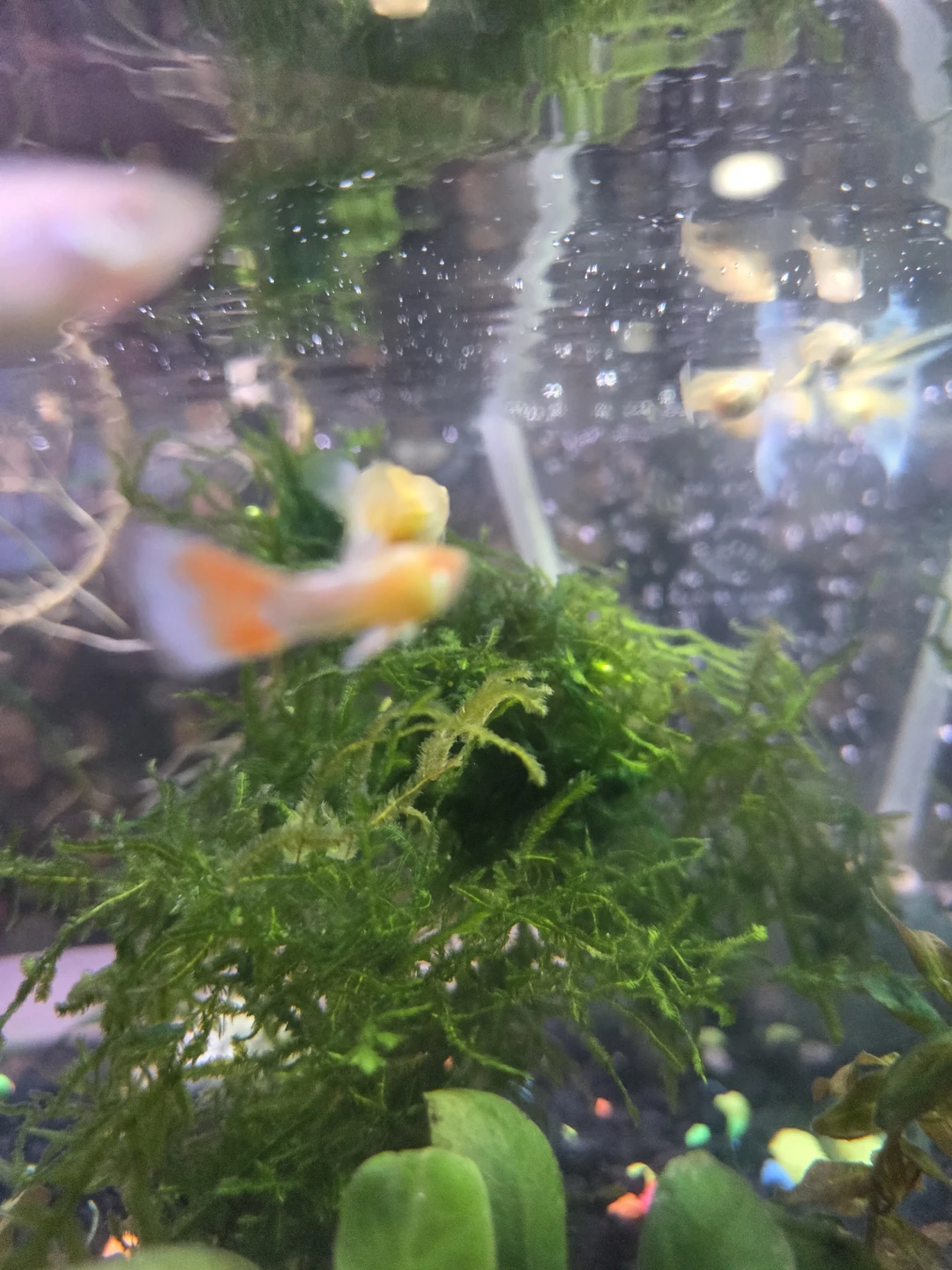 Taiwan moss - photo 2