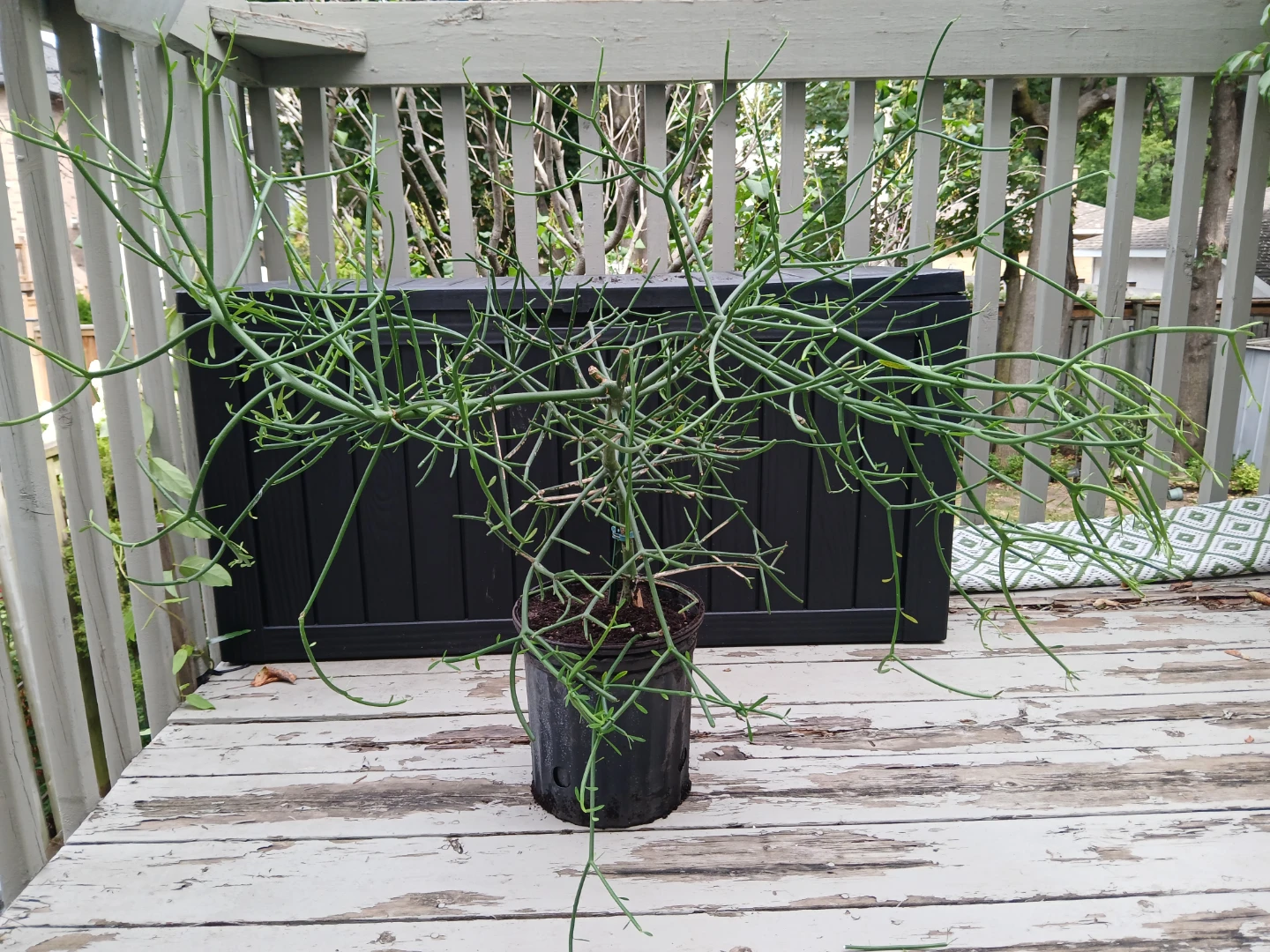 Potted Firestick Plant