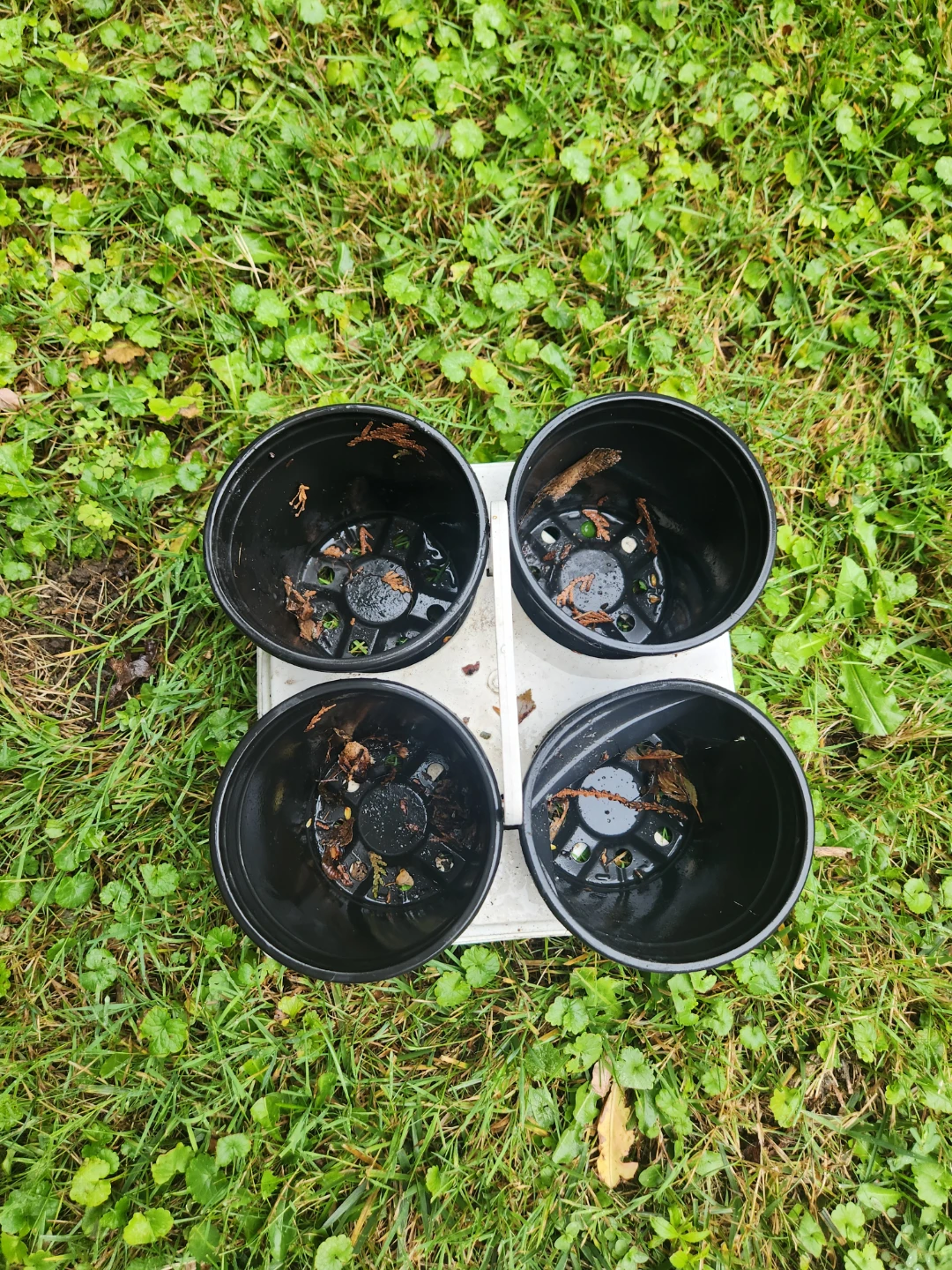 Free Set of 4 Black Plastic Plant Pots with Carrier