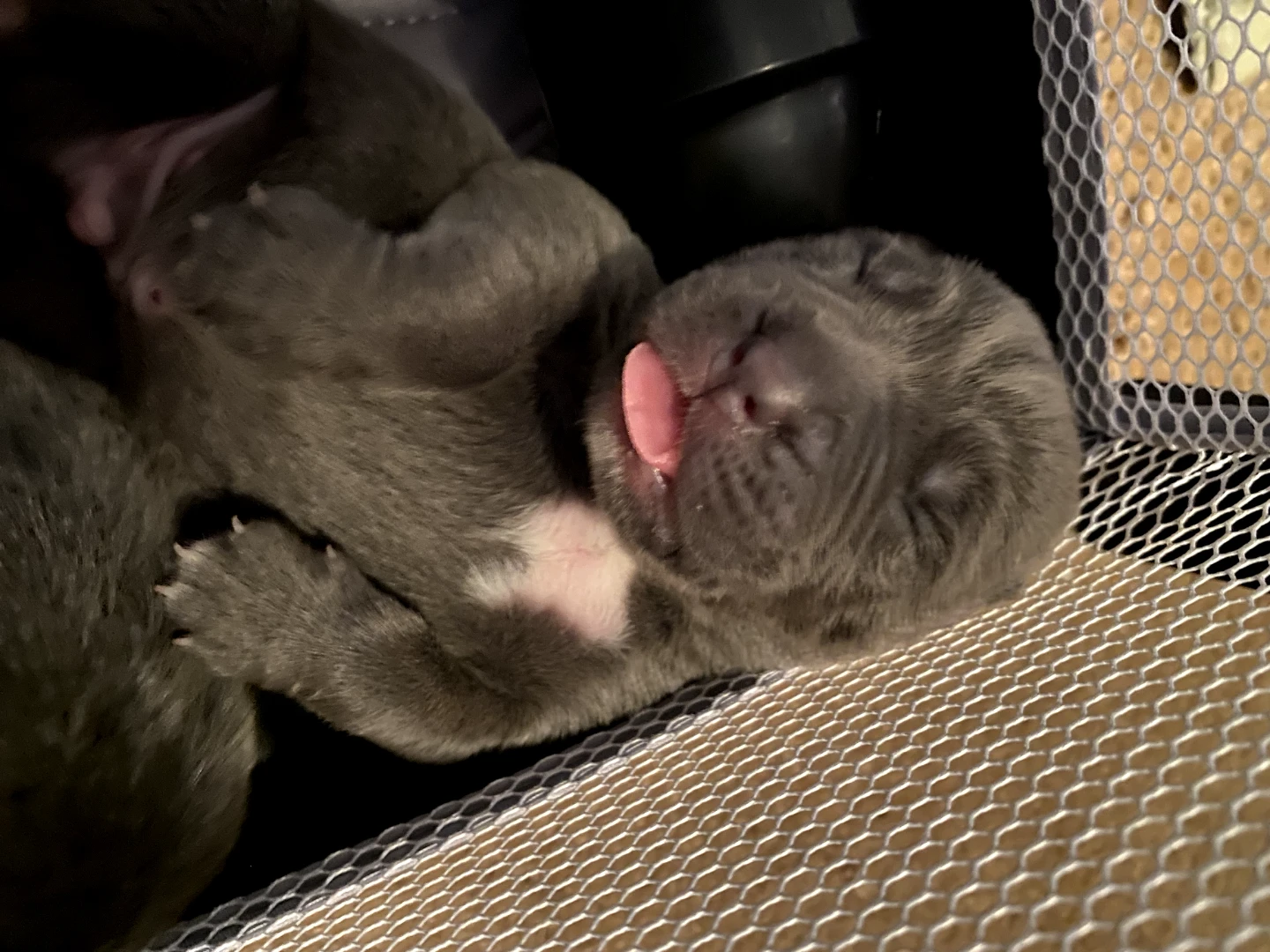 Cane Corso Puppies